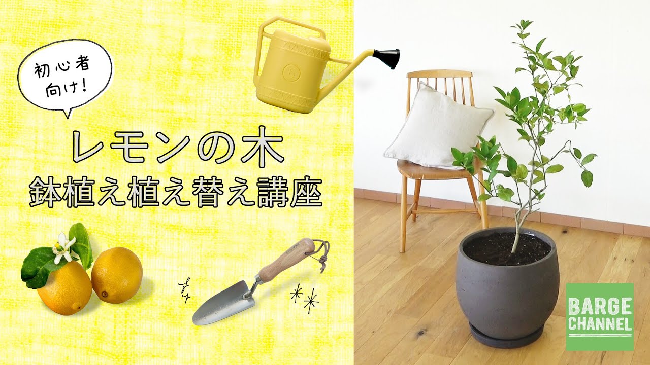 植木鉢専門店バージ】レモンの木 植え方講座 - YouTube