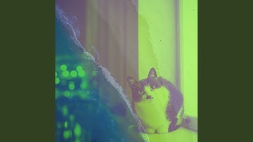 Serene Ambiance for Lazy Cat Days