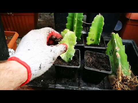Wideo: 3 sposoby na uprawę ogórków w doniczkach
