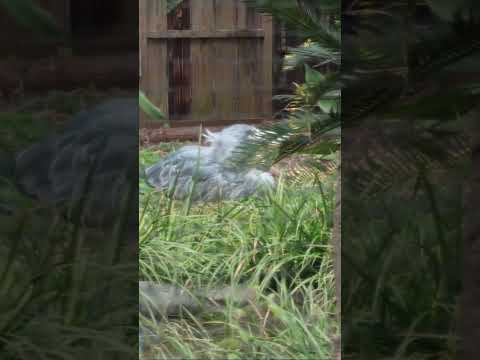 隠れてアクビするアサンテ　ハシビロコウ　上野動物園