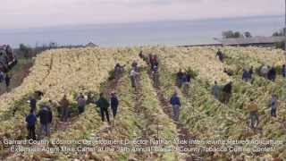 30th Annual Garrard County Tobacco Cutting Contest: Garrard County, Kentucky