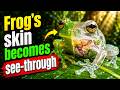 How Do Glass Frogs Turn Their Skin Transparent? 🐸✨