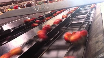 Flat peaches grading line