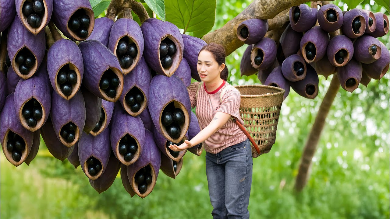 Harvest Black Pearl Pod to Sell - Village-Style Outdoor Cooking & Family Moments in the Village ❤️🏡