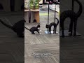 Funny Black Cat Tries To Play With Halloween Decoration Cat