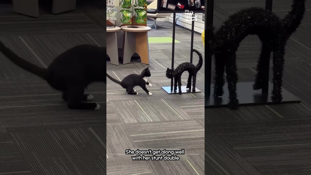 Funny Black Cat Tries To Play With Halloween Decoration Cat