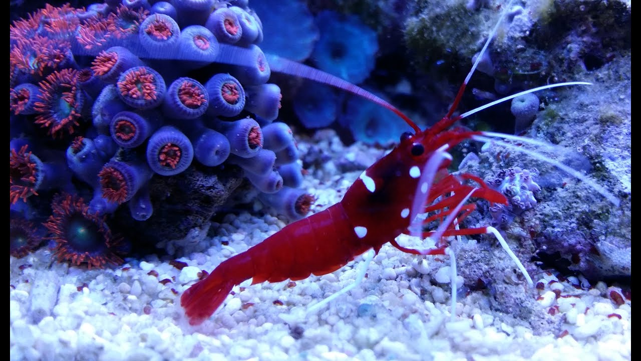 Cleaner Shrimp lysmata debelius