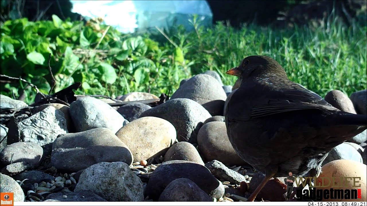 camera iphone 8 plus apk Female Blackbird - Bushnell NatureView HD MAX