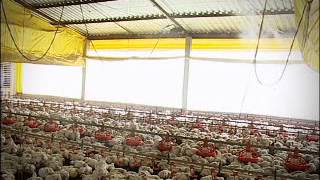 The Brazilian Poultry Industry