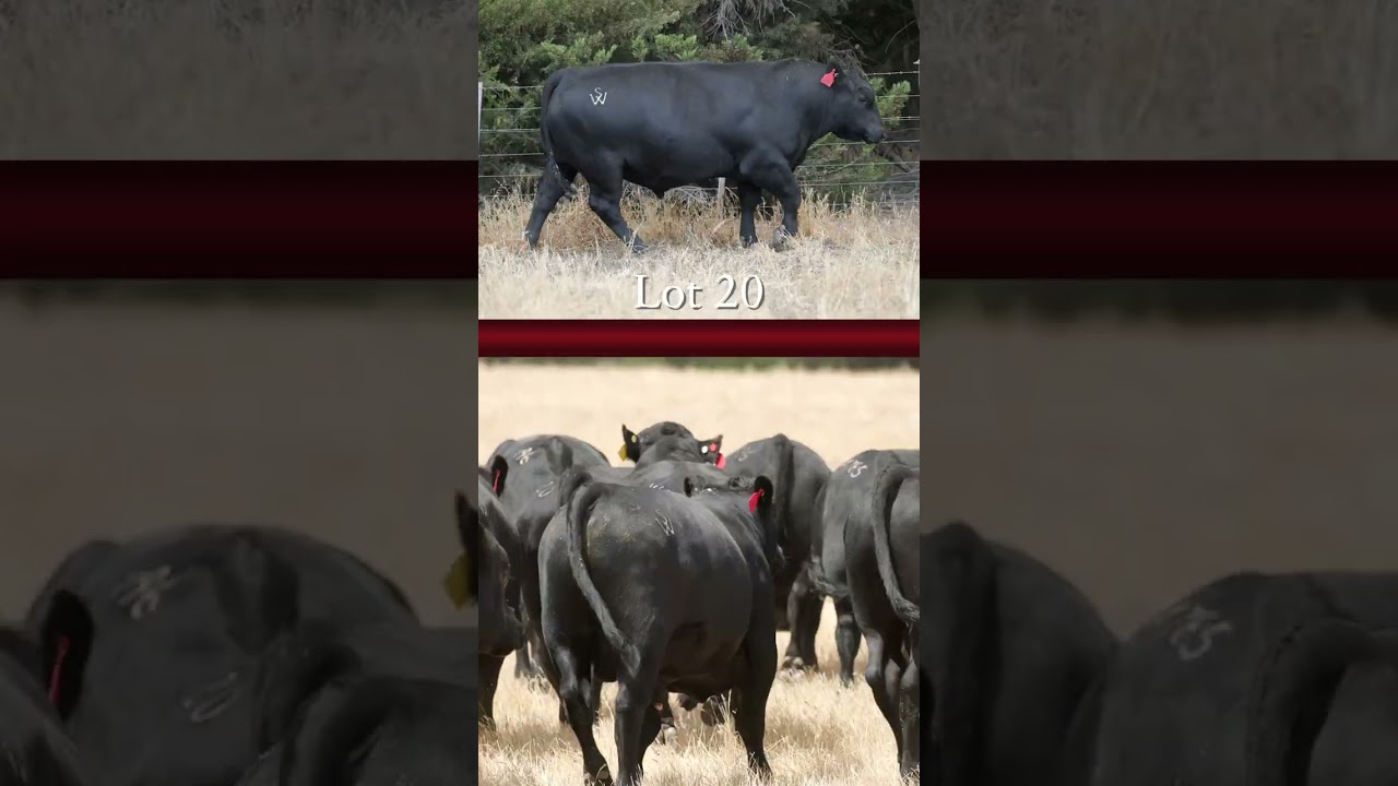 Murdeduke Angus 2026 Autumn Sale | Pre-Sale Preview