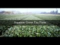 日本人に知って欲しい日本茶の現状Amazing Japanese green tea farm