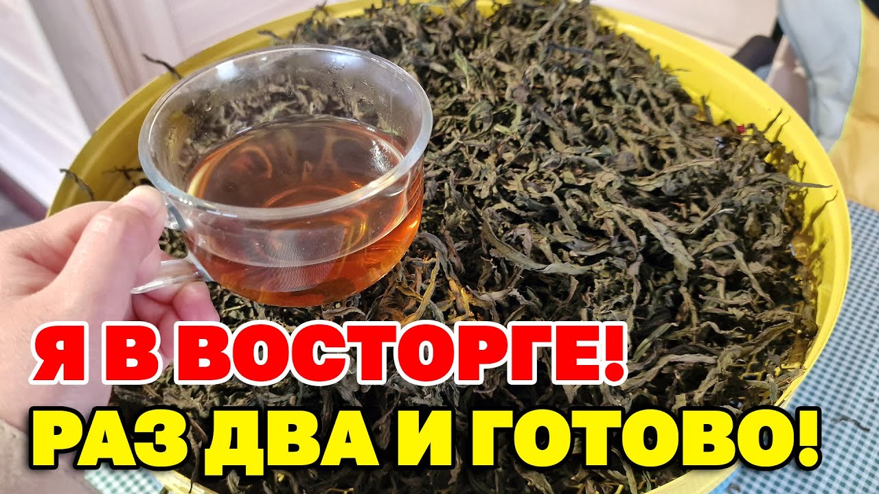 РЕЦЕПТ ИВАН -ЧАЯ из СТАРЫХ КНИГА так НАШИ ПРЕДКИ ДЕЛАЛИ ЧАЙ КОПОРСКИЙ @natureMarusya