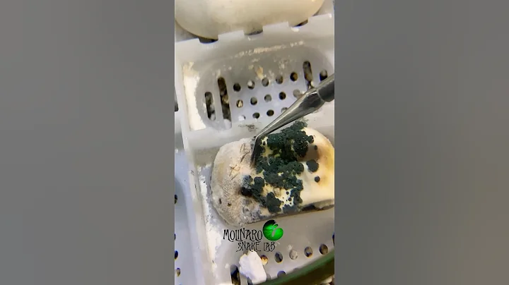 You either win or you learn. #Childrenspythons egg gone bad.  Molinarosnakelab #Antaresiachildreni