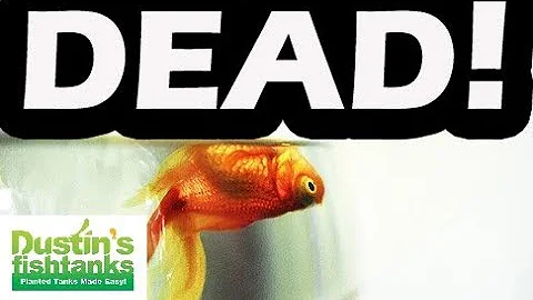 Co jsou dravé akvarijní ryby?