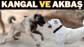 KANGAL ASLAN AND THE AKBAS DOG CANNOT GET TOGETHER 🍀