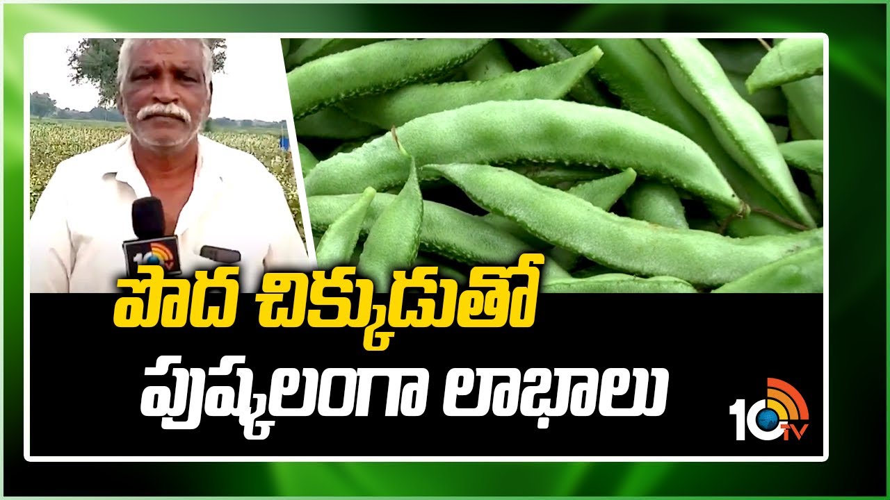 పొద చిక్కుడుతో పుష్కలంగా లాభాలు | Farming Techniques Of Beans(Chikkudu) | Matti Manishi | 10TV News