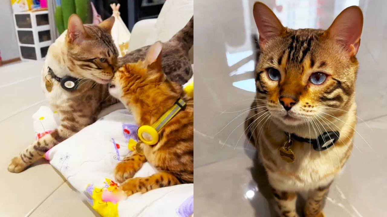 八條像個小孩子一樣，小心思全在臉上，一點都不喜歡欺負它的貓！