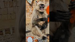 #comedy #funny #cute #pets #entertainment #viral #viralvideo #viralcomedy