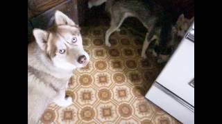 HUSKY BALL GAME WITH VERY GREEDY DADDY! by TWINPOSSIBLE House of HUSKIES 5,480 views 7 years ago 7 minutes, 2 seconds