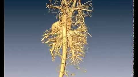 British Heart Foundation - The Aorta