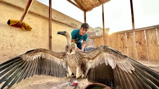 Mini Zoo Me Bht Bara Vulture Agea 😍 Surprise
