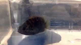 Download Lagu Pristolepis fasciata OR Pristolepis grootii