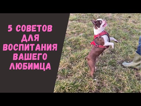 5 советов по воспитаннию собак |Бостон Терьер