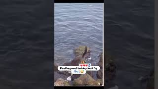 Kediler Uzayli Kesin Vira