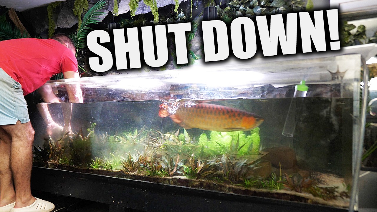 375 gallon aquarium SHUT down!! ALL plants saved! the king of DIY