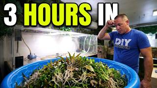 375 gallon aquarium SHUT down!! ALL plants saved! the king of DIY