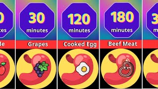 Comparison: How Long Time Foods Stay In Your Stomach?