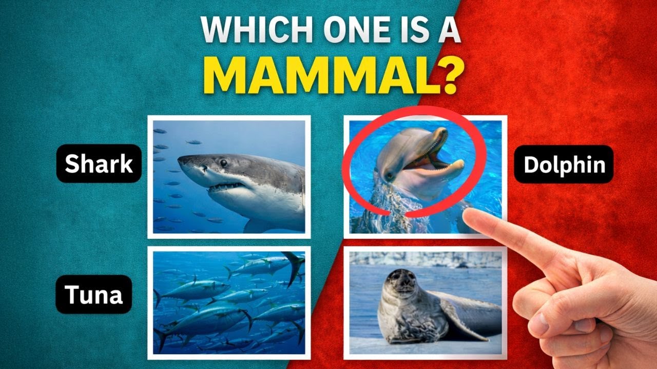 Which One Is a Mammal? 🐬 | BrainPulse Animal Quiz