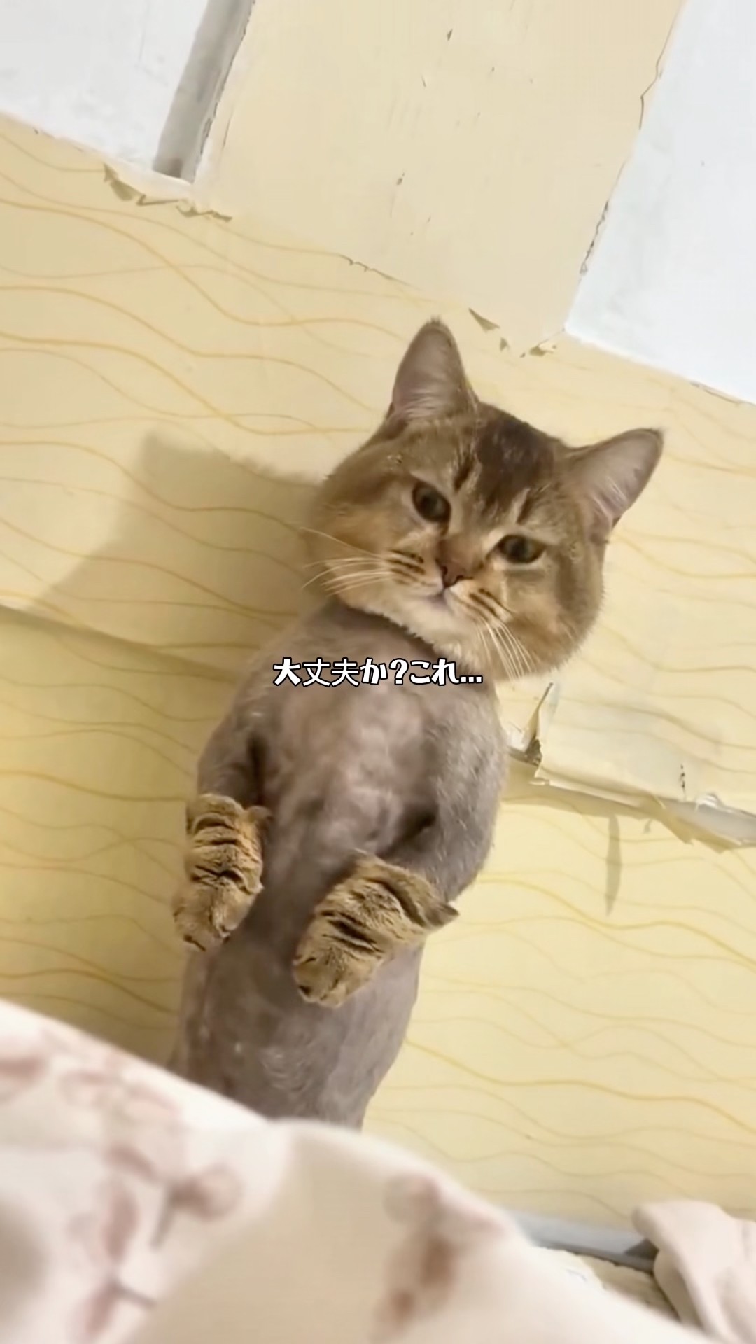 私はDくん - YouTube