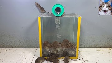 Không Còn 1 Con Chuột Trong Nhà | Tự Làm Bẫy Chuột Hiệu Quả Nhất | Cách Bắt Chuột Không Cần Mèo |