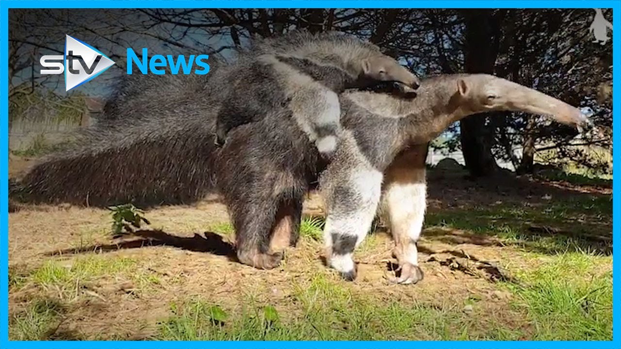 keepers-at-the-edinburgh-zoo-name-a-four-month-old-anteater-pup-youtube