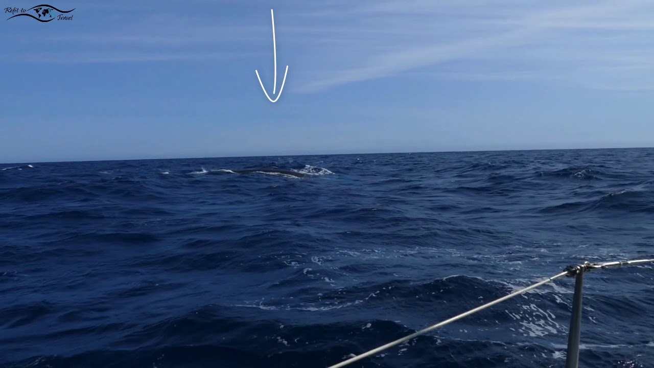 Special - Wale auf der Biskaya und vor der spanischen Küste (Sailing Anixi)
