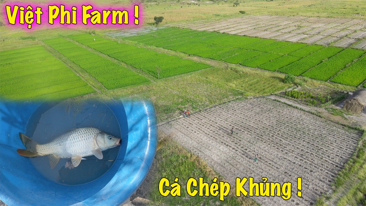 Linh Philip || Một Video Giải Trí Dành Tặng Quý Vị khán Giả Của Team Châu Phi !!