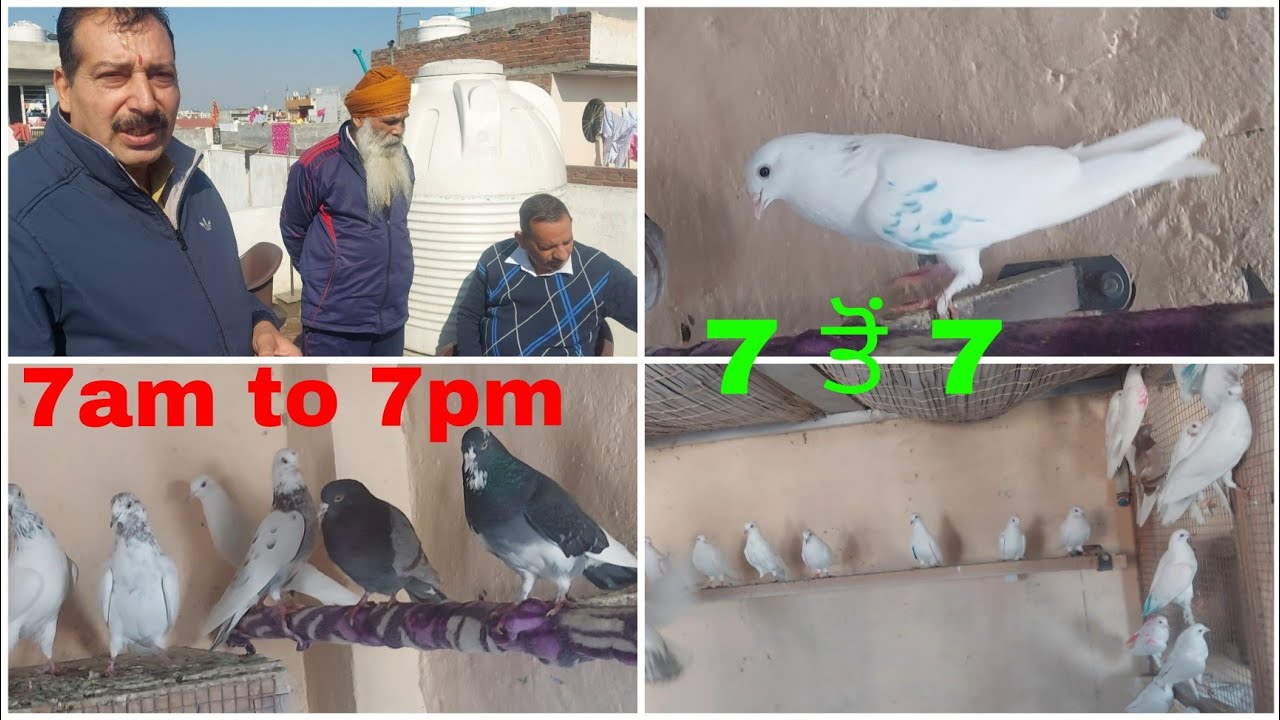 ਇਨਾ  2 ਕਬੂਤਰਾਂ ਨਾਲ LCD ਜਿੱਤ ਲਈ। ਕੱਲਾ ਕੱਲਾ ਕਬੂਤਰ ਦੇਖਣ  ਵਾਲਾ।9888306910