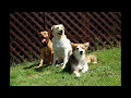 Rescue Dog (Original Song)~Gene Burnett