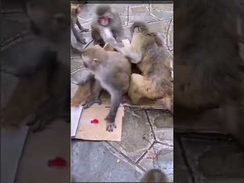 обезьяна разбор