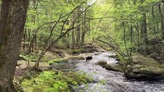 Peaceful Moss Lined Stream