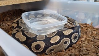 What Does Food Conditioning Do For Ball Pythons We Tried It.