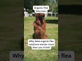 Eco-Friendly Pet Care Tips | Sustainable Dog Hacks-Eco Tips for Dog Owners | GoEcoPaw Hacks