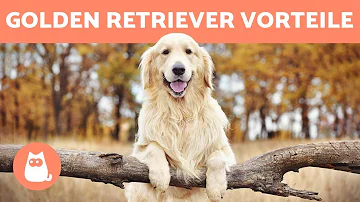 Was macht einen Golden Retriever glücklich?