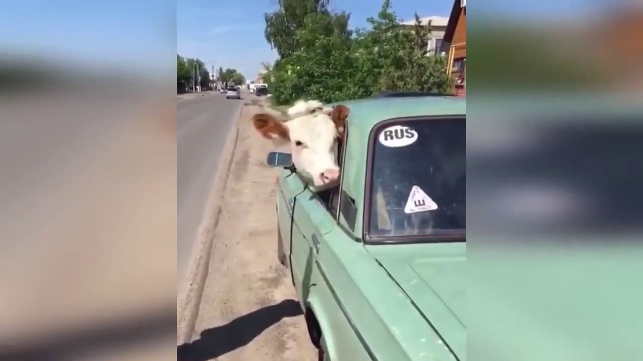 Приколы 2022 года смех до слез картинки