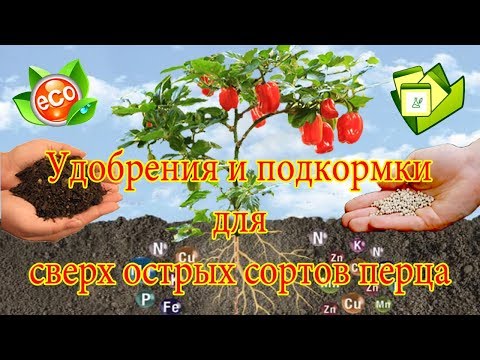 Удобрения и подкормки для сверх острых сортов перца