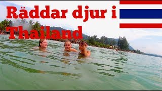 Räddar djur i Thailand Vlogg #3