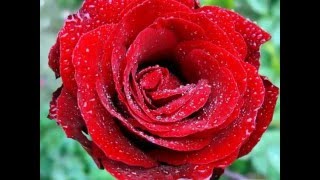 FIX BAND:  Ha  a rózsa nyìlik
