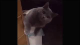 Tony Baker voice over. Skippity  paps all day!