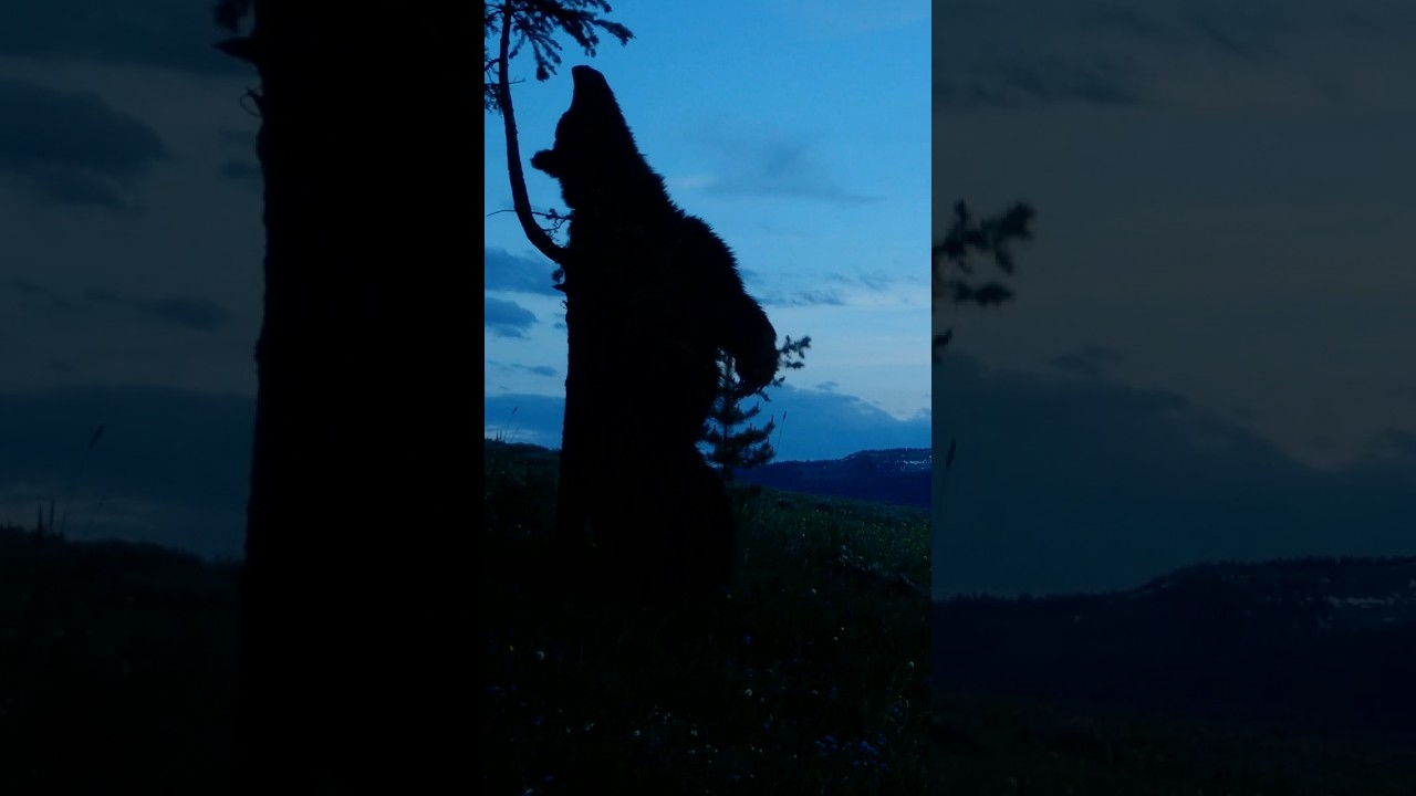 The most important tree in the forest